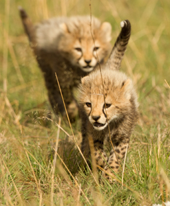 cheetah